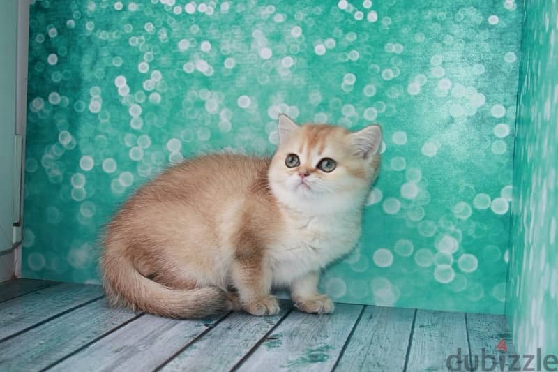 British short hair girl kitten from Russia 1