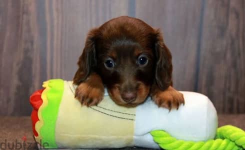 longhaired rabbit miniature dachshund puppies from Russia