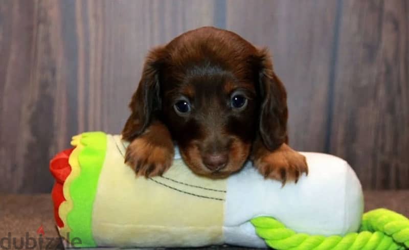 longhaired rabbit miniature dachshund puppies from Russia 0