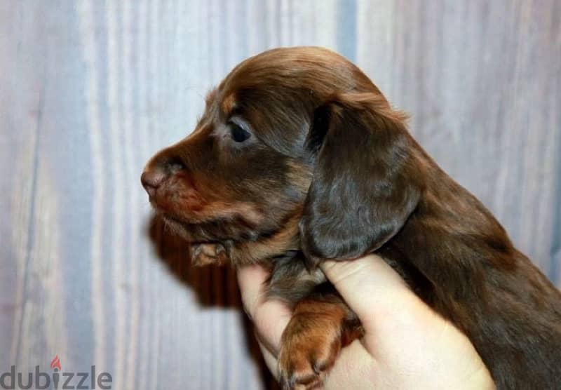 longhaired rabbit miniature dachshund puppies from Russia 1