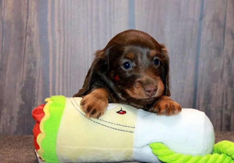 longhaired rabbit miniature dachshund puppies from Russia 2