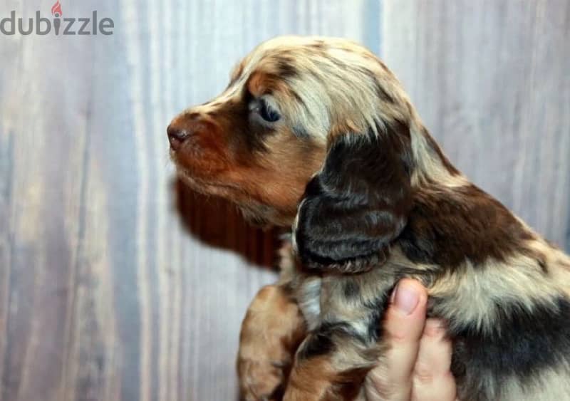 longhaired rabbit miniature dachshund puppies from Russia 3