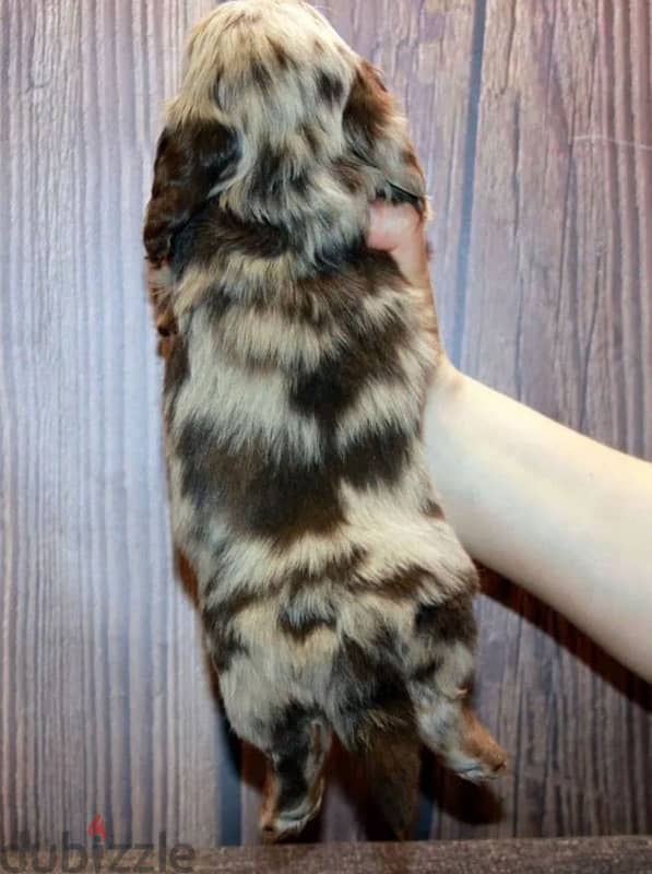 longhaired rabbit miniature dachshund puppies from Russia 4