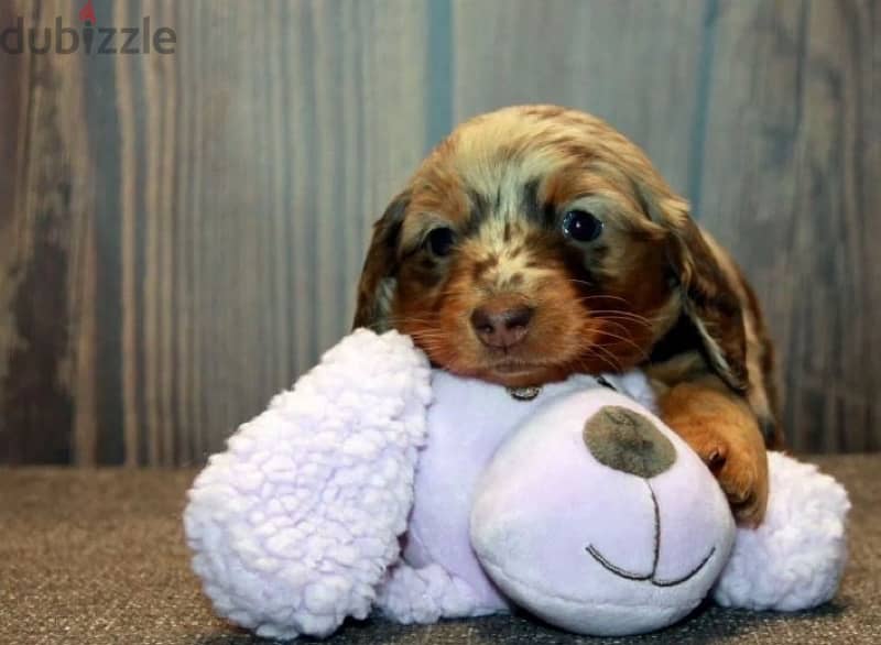 longhaired rabbit miniature dachshund puppies from Russia 5