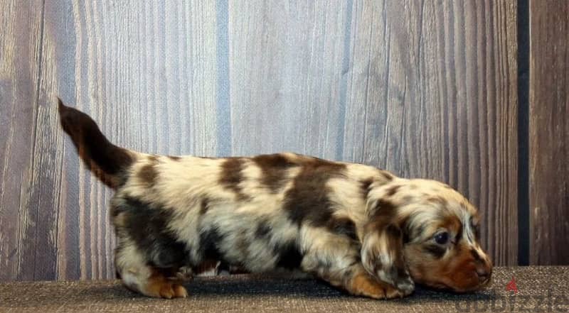 longhaired rabbit miniature dachshund puppies from Russia 6