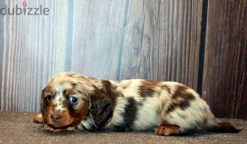 longhaired rabbit miniature dachshund puppies from Russia 7