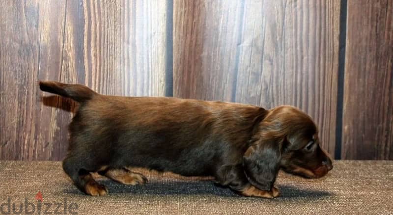 longhaired rabbit miniature dachshund puppies from Russia 8