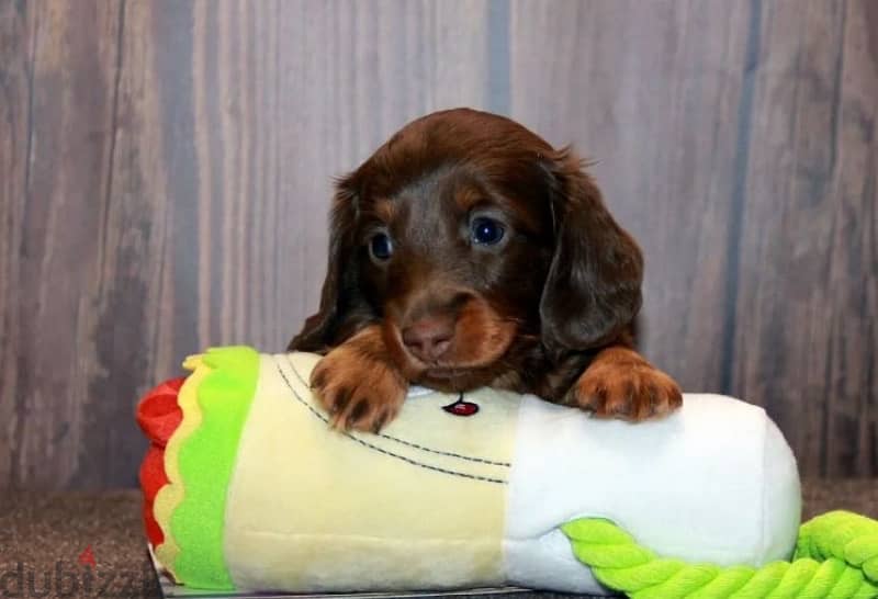 longhaired rabbit miniature dachshund puppies from Russia 9