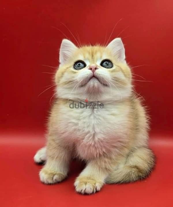 Amazing British short hair kittens from Russia 0