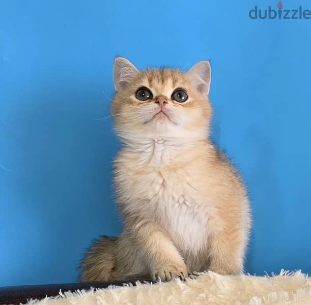 Amazing British short hair kittens from Russia 2