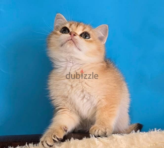 Amazing British short hair kittens from Russia 4