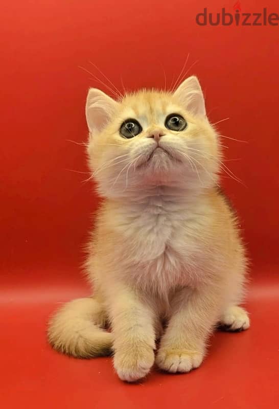 Amazing British short hair kittens from Russia 5