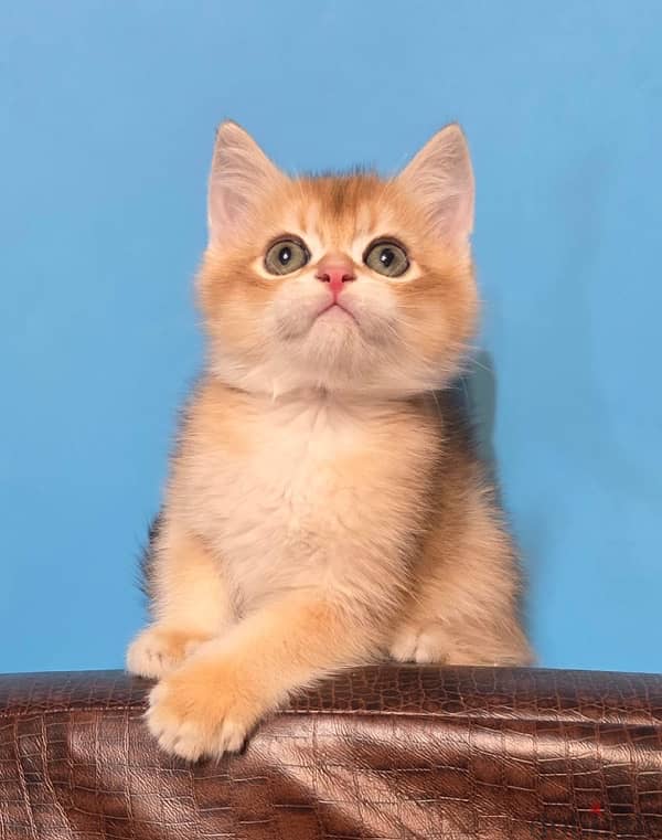 Amazing British short hair kittens from Russia 8