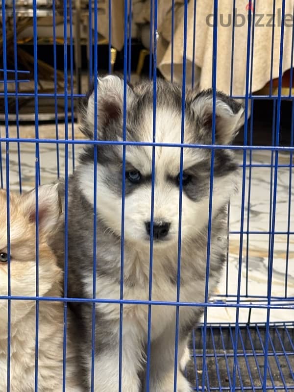 هاسكي husky 5