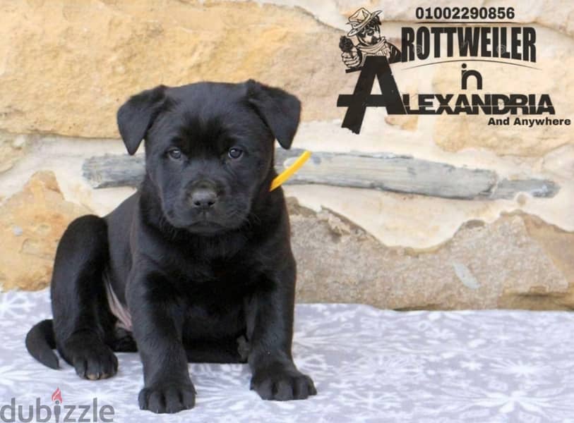 جراوي روت وايلر مع كين كورسو-Rottweiler Puppies mixed with cane corso 1