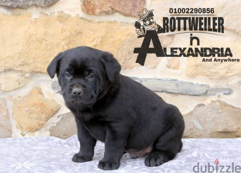 جراوي روت وايلر مع كين كورسو-Rottweiler Puppies mixed with cane corso 2