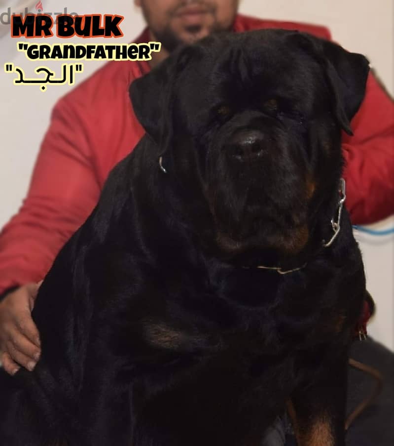 جراوي روت وايلر مع كين كورسو-Rottweiler Puppies mixed with cane corso 3