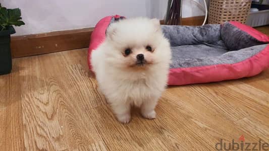 female Pomeranian puppy teacup white