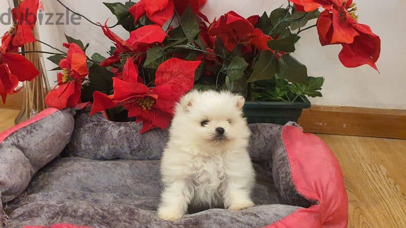 teacup Pomeranian puppy white 0