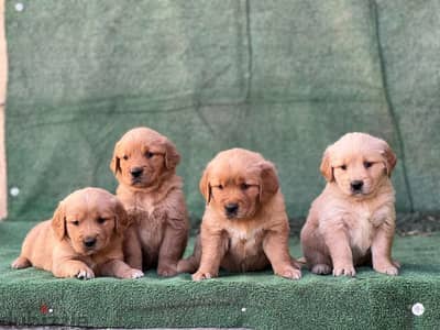 top quality of golden retriever puppies جراوي جولدن