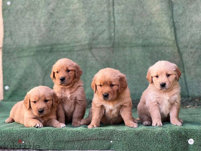 top quality of golden retriever puppies جراوي جولدن 0