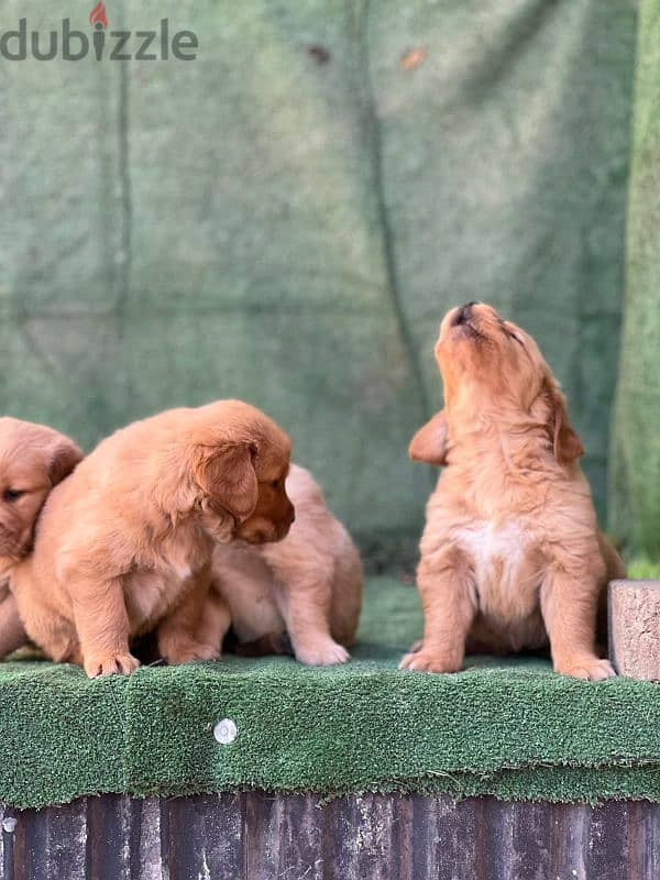 top quality of golden retriever puppies جراوي جولدن 1