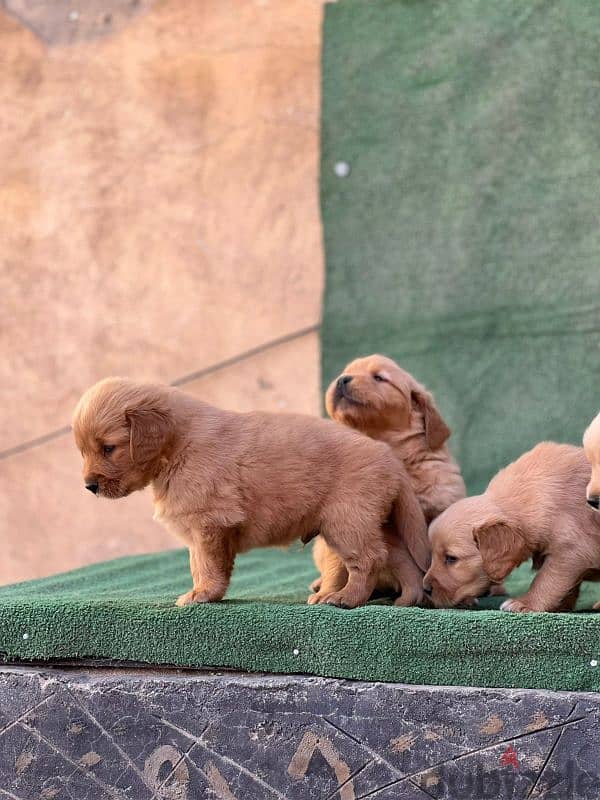 top quality of golden retriever puppies جراوي جولدن 2