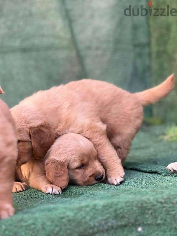 top quality of golden retriever puppies جراوي جولدن 3