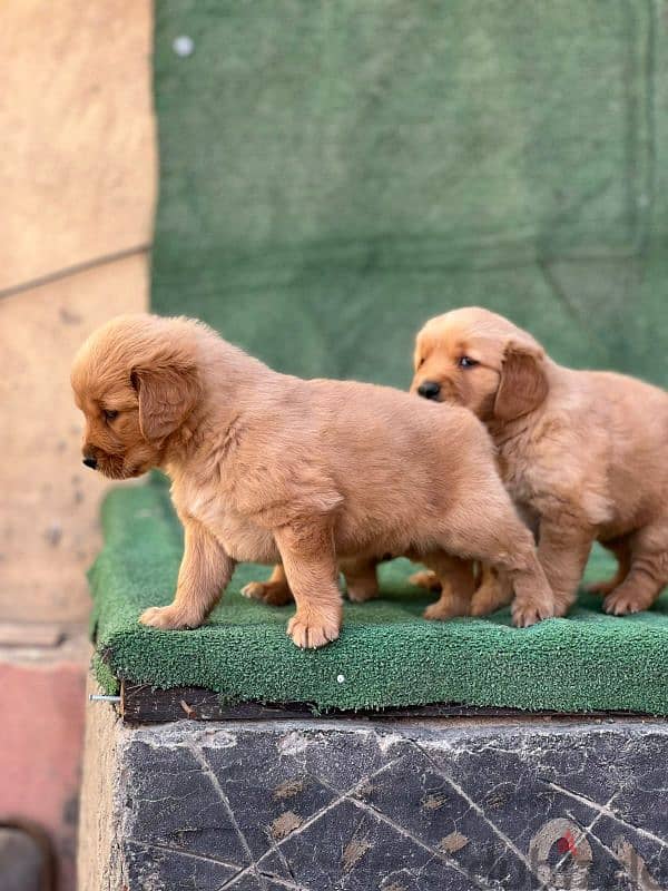 top quality of golden retriever puppies جراوي جولدن 4