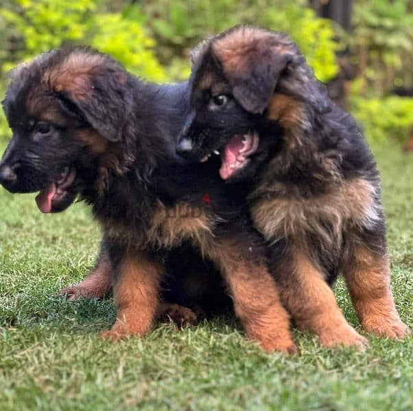 puppies German shepherd male and female جراوى جيرمن شيبرد دكر انثى 3