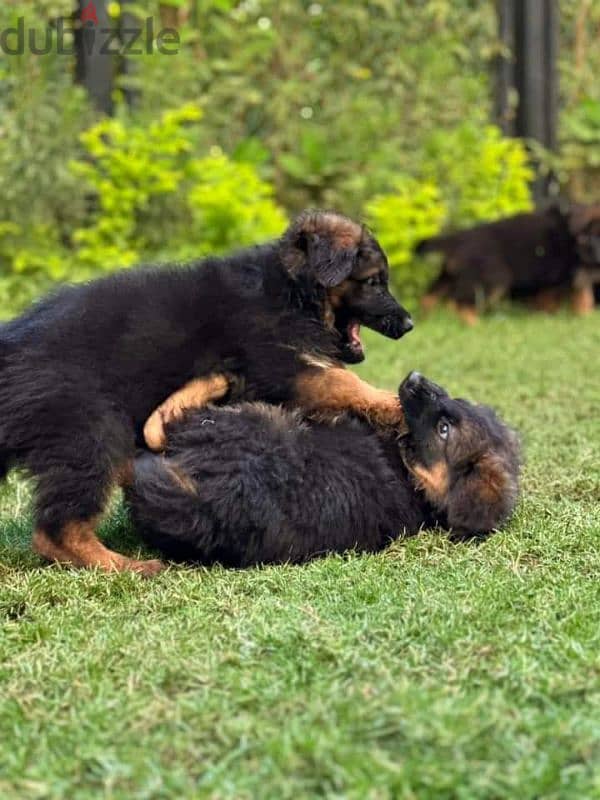 puppies German shepherd male and female جراوى جيرمن شيبرد دكر انثى 4