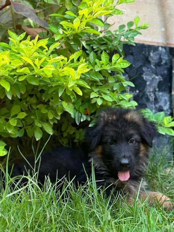 puppies German shepherd male and female جراوى جيرمن شيبرد دكر انثى 5