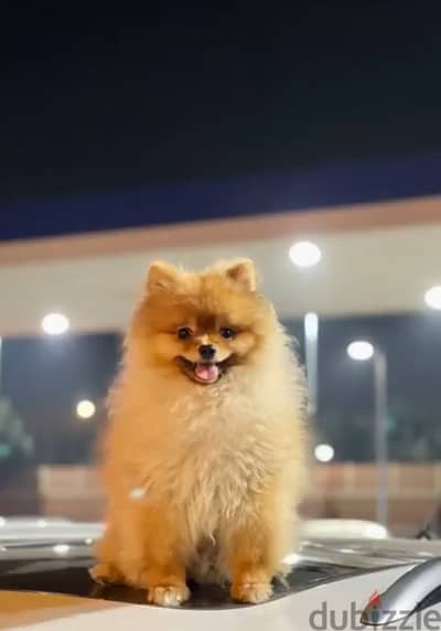 Pomeranian boy for mating