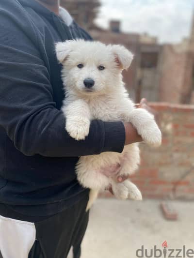 white  german shepherd