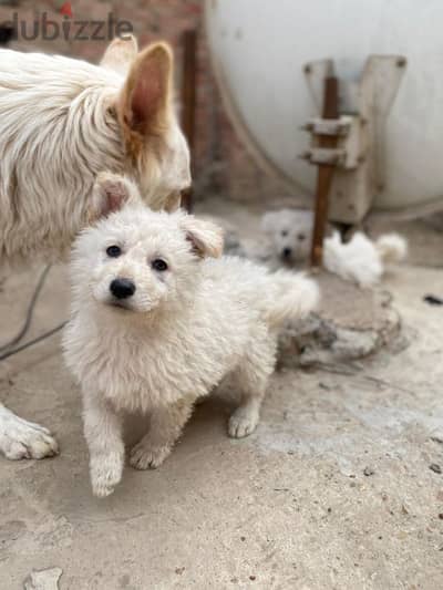 white  german shepherd