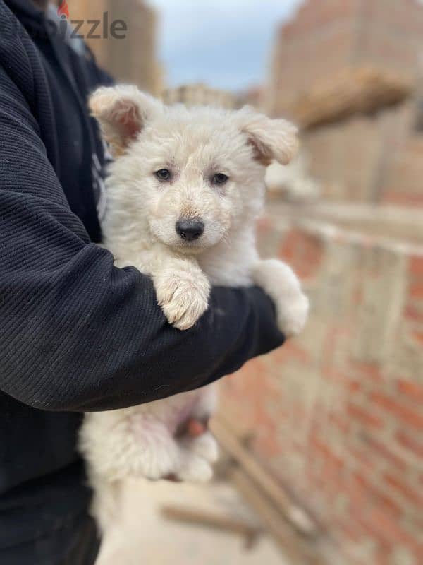 white  german shepherd 2