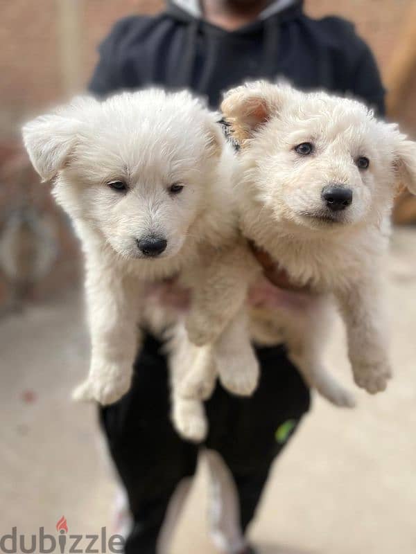 white  german shepherd 3