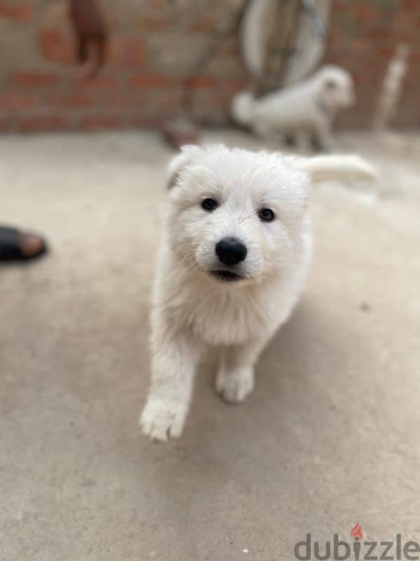 white  german shepherd 4