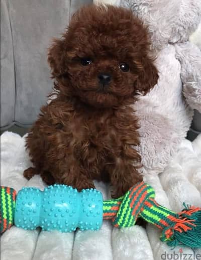 puppies poodle female