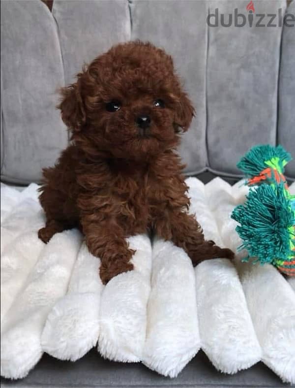 puppies poodle female 2