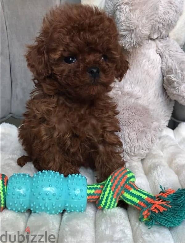 puppies poodle female 3