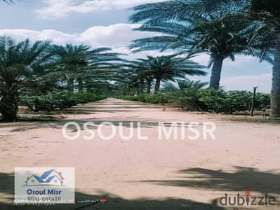 Prime Land for Sale – 75 Feddans – Mansouria, Giza