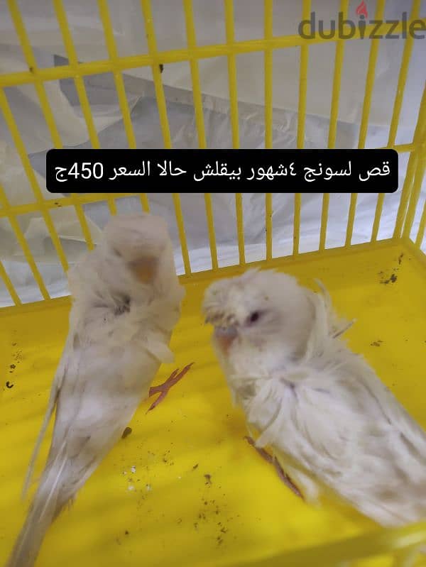 عصافير فلل للبيع السعر علي الصوره 1