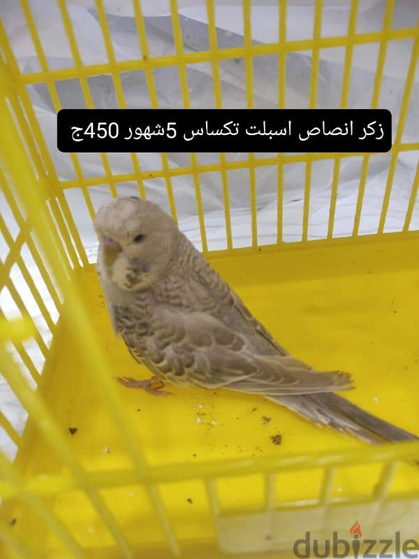 عصافير فلل للبيع السعر علي الصوره 6