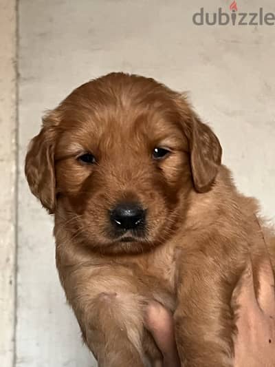 golden retriever put golden retriever puppy