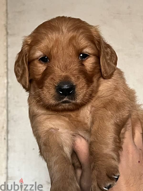 golden retriever put golden retriever puppy 1