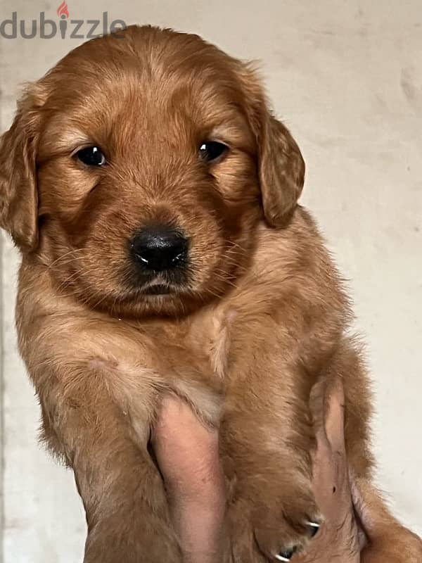 golden retriever put golden retriever puppy 2