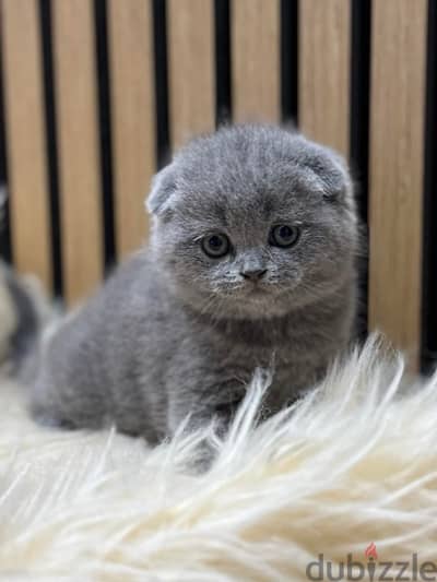 Pure Scottish Fold Kittens سكوتش فولد