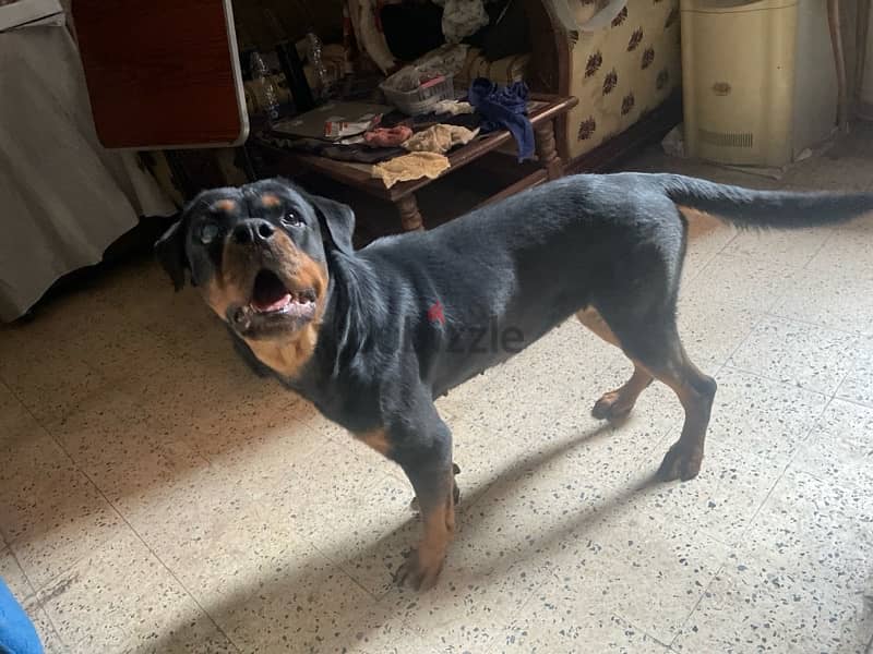 Rottweiler 1