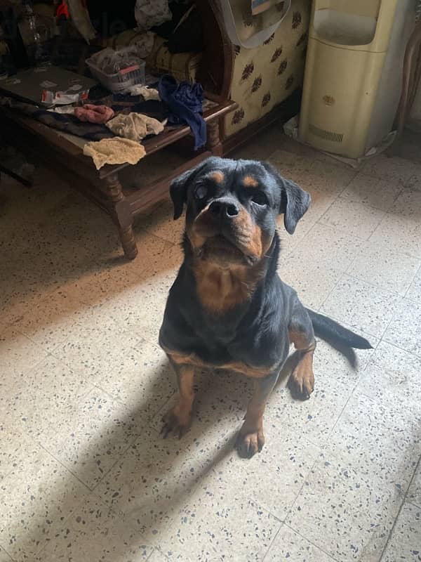 Rottweiler 2